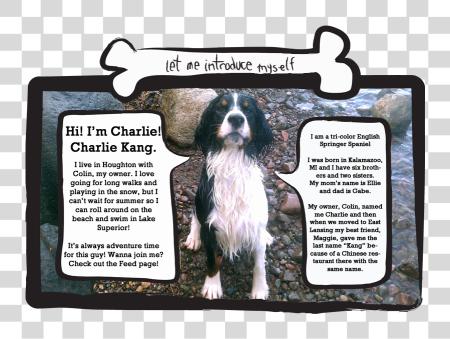 Download Picture Of Charlie The Dog About Page Cocker Spaniel PNG file