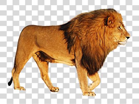 下载 Lion PNG file