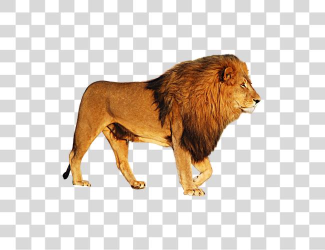 Download Lion Clip Art