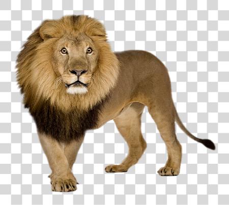 下载 Lion PNG file