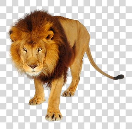 下载 Lion 和 Tiger Goanimate Lion PNG file