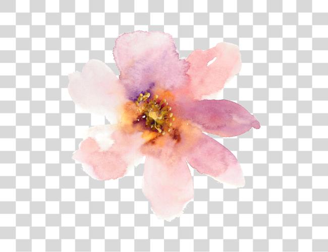 Download pancarta Freeuse Stock Watercolours Pale Pale rosa flor Watercolour Clip arte