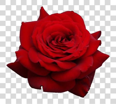 Download Rose Flower Red Rose PNG file