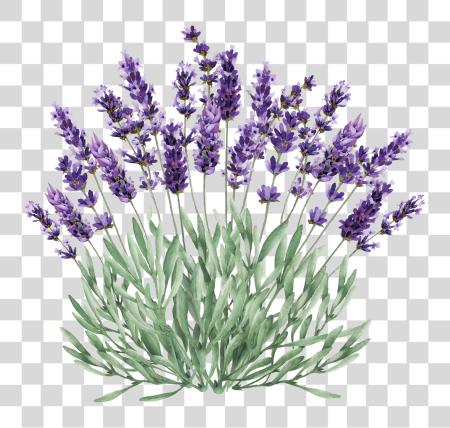 Download 1928 x 2550 10 Lavender Plant PNG file