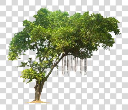 下载 丛林 Tree Image Rainforest Trees PNG file