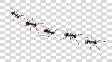 下载 Ants Tattoo Designs Ants PNG file