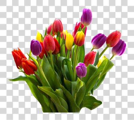 下载 Tulip 花 PNG file