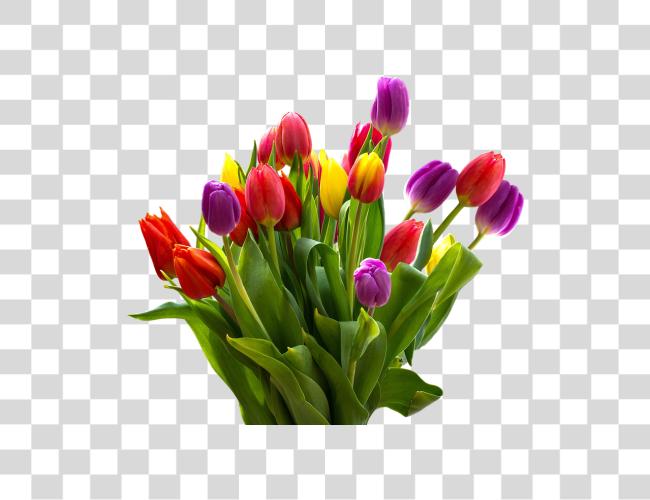 Download Tulip Flower Clip Art