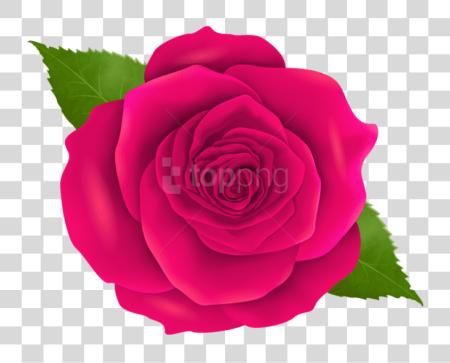 下载 粉红色 Rose Rose 花 PNG file