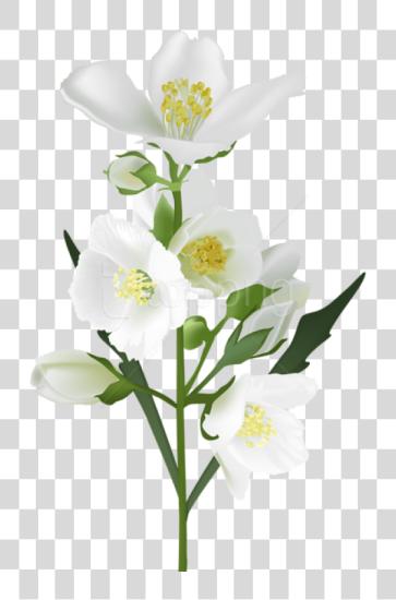 Download blanco flor Jasmine flor PNG file