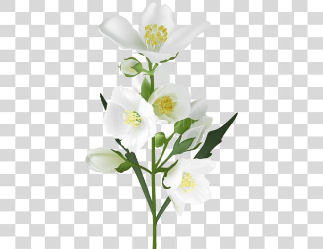 Download White Flower Jasmine Flower Clip Art