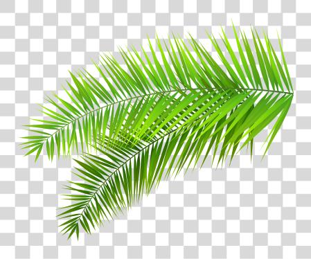 下载 Leaves Clipart Palm Leaves PNG file