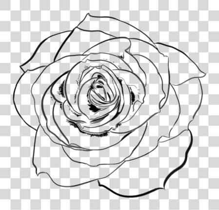 Download Rose Drawing Rose Line PNG file