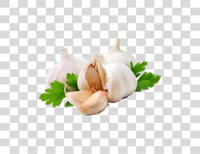 Download Garlic Image Garlic Clip Art