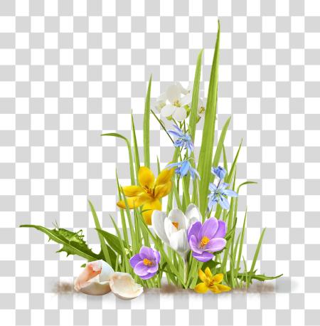 Download primavera flor Crocus Saffron Grass Shell huevo Grass flor PNG file