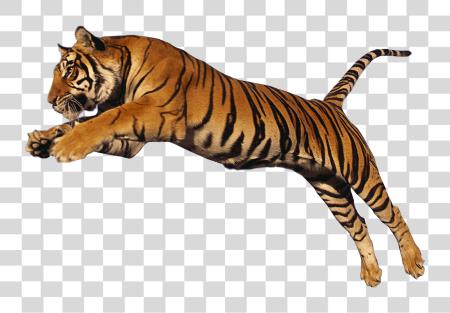 تحميل Tiger Image Tiger بي ان جي ملف