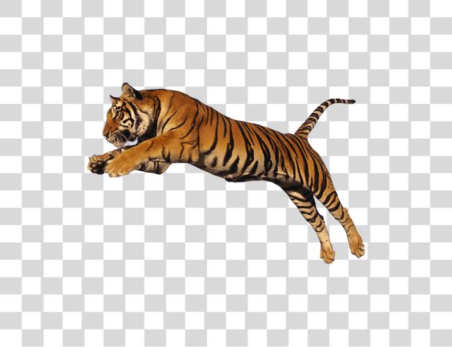 تحميل Tiger Image Tiger مقطوعة فن