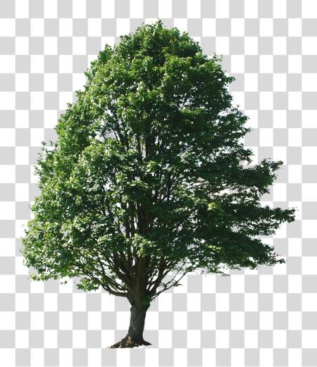 下载 Photoshop Entourage Tree Cedar Tree Photoshop PNG file