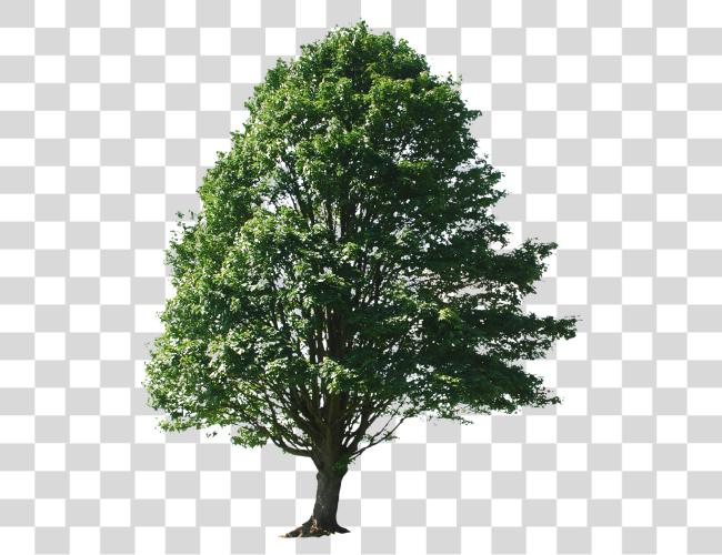 Download Photoshop Entourage Tree Cedar Tree Photoshop Clip Art