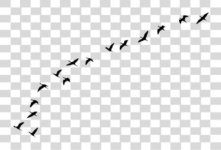 Download pájaros volando Away PNG file