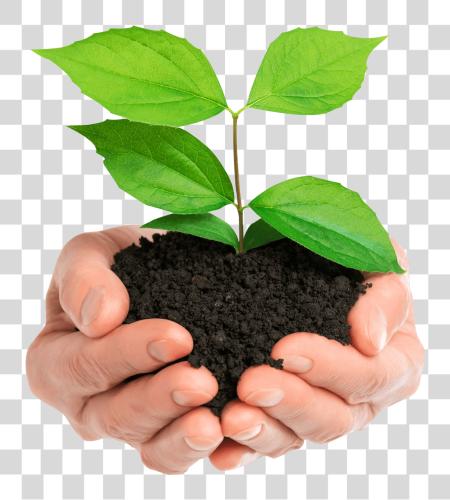 Download Stock Photo manos sosteniendo verde Plant Isolated Plant In manos PNG file