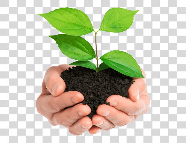 Download Stock Photo Hands Holding Green Plant Isolated Plant In Hands Clip Art