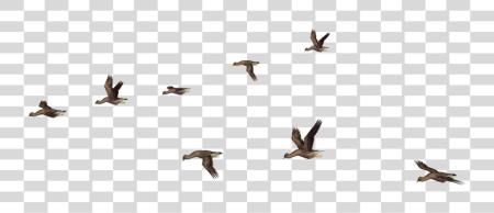 下载 Flock Of 鳥 鳥 飛行 为了 Photoshop PNG file