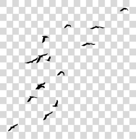 Download Bird Crows PNG file