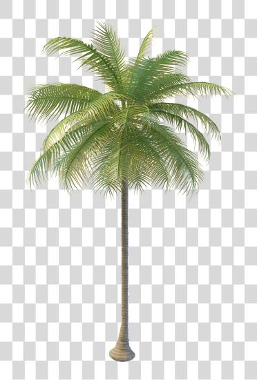 Download 2000 X 2000 42 Format Coconut Tree PNG file