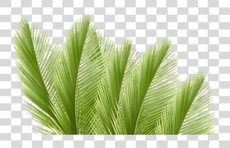 Download Hojas De Palmera PNG file