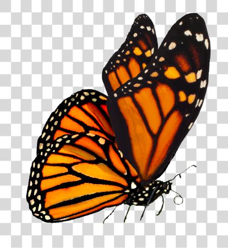 Download Monarch Monarch Butterfly PNG file