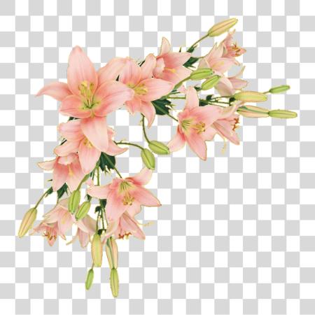 下载 Y Trabajos Con Flores 花 Border Lily PNG file