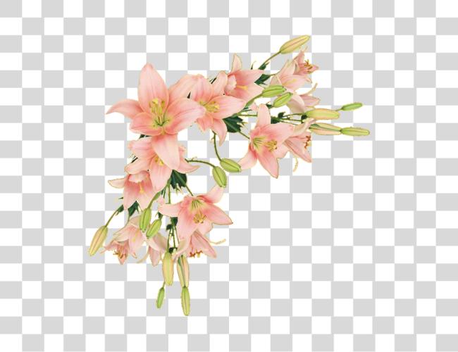 Download Y Trabajos Con Flores flor Border Lily Clip arte