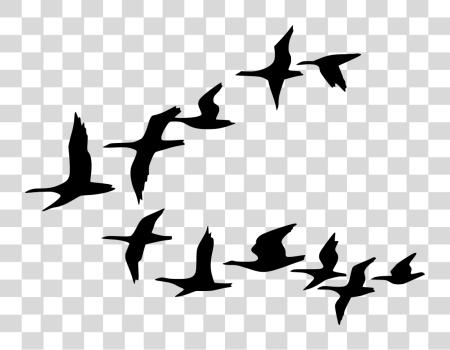 تحميل رسم بياني مخزون طيور Flock طيور Migrating بي ان جي ملف