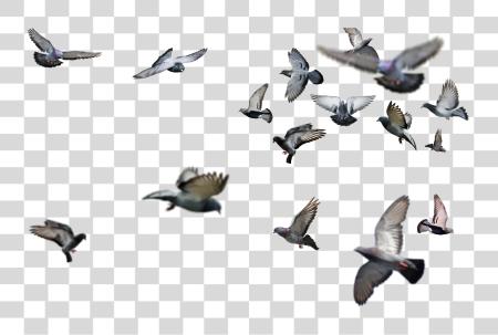 Download Mob Type High Resolution Birds PNG file