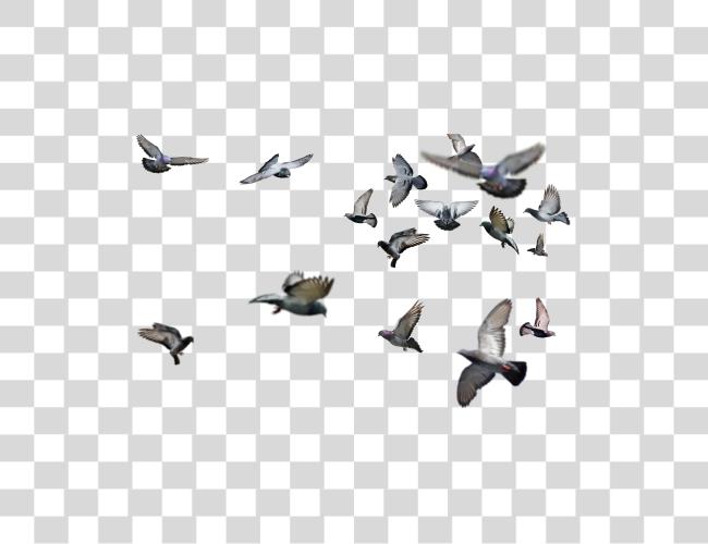 Download Mob tipo alto Resolution pájaros Clip arte