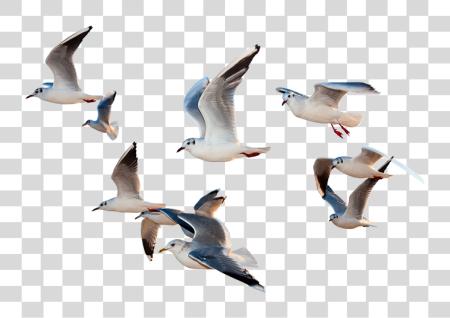 Download Birds Flying Paragraph Of  Would Be A Bird PNG file