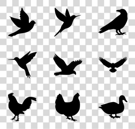 Download pájaros silueta pájaro PNG file