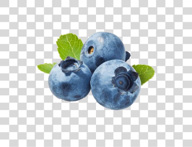 تحميل Blueberries توت أزرق مقطوعة فن