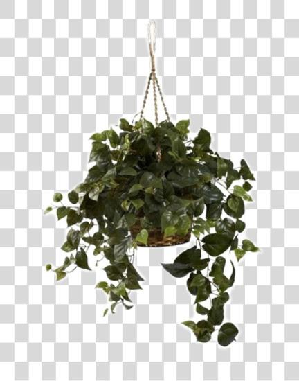 Download aesthetic plant green niche Hanging Philodendron PNG file