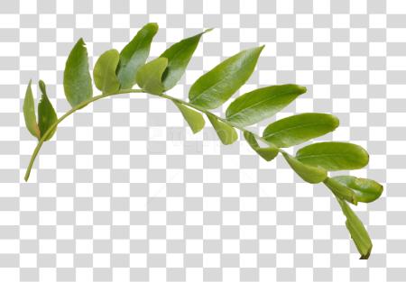 Download Leaves Leaf Branch PNG file