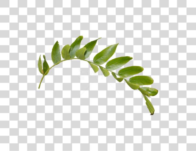 Download Leaves Leaf Branch Clip Art