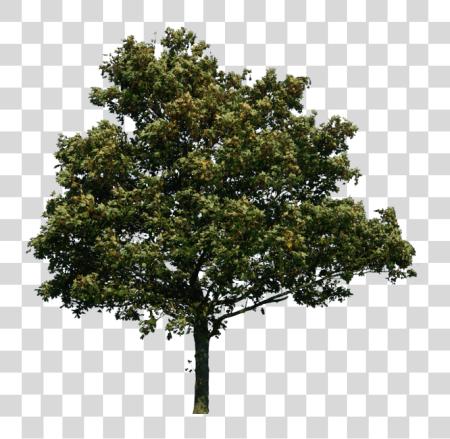 下载 Tree Image Picture Image Tree Photoshop PNG file