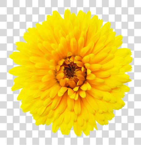 Download Single Flower Single Flower Background PNG file