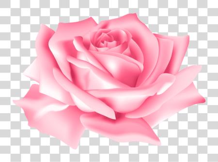 Download Pink Rose Flower Pink Rose Flower PNG file