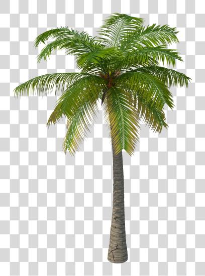 Download 2048 x 2048 4 3d Palm Tree PNG file