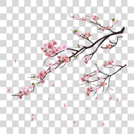 下载 樱桃 Blossom Tree PNG file