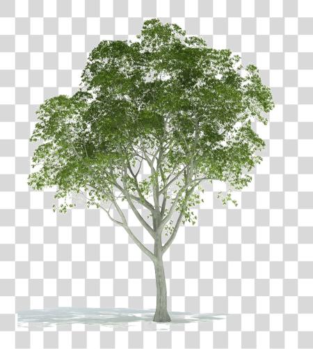 下载 Realistic Tree Image 背景 Trees 为了 渲染 In Photoshop PNG file