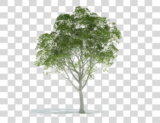 Download Realistic Tree Image fondo Trees para renderizando en Photoshop Clip arte