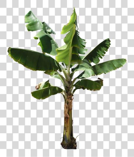 Download Banana Tree Texture Banana Tree Plant PNG file